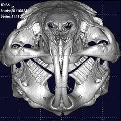 モルモット 3D画像 歯牙