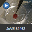 JoVE video 52462
