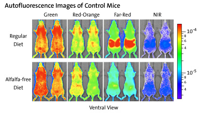Autofluorescence Images of Control Mice